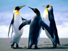 Penguins-s.jpg